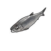 Herring