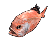 Orange Roughy