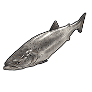 Salmon
