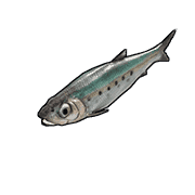 Sardine