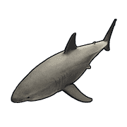 Small Shark