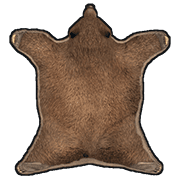 Bear Skin Rug