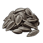 Sunflower Seed