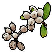 White Berry