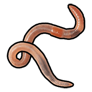 Worm