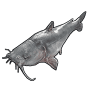 Catfish